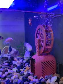 水族箱裝飾 / 水車飾品 / 魚缸躲避屋 / 水景裝飾 / 動態水車 / 鬥魚棲身處 / 蝦缸配件 / 水下景觀 - 歡樂水族 - 查看 7