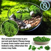 35 OZ Preserved Moss For Crafts - Sukh Green Reindeer Moss For DIY Art, Wall Decor, Indoor Projects, Decorative Fake Moss For Terrarium, Garden, Fairy Displays, Wall Art Easter Decor - White - View 3