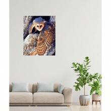 Barn Owl Bird Wildlife Animal Wall Decor Art Print Poster 16x20 - inicial - Ver 3