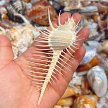 1pc Exquisite Peach White Conch Shell | Suitable For Aquarium Nano Landscape Decoration - Hermit Crab DIY Replacement Shell, Ocean Style Handmade Home Decor, Christmas Gift - As Shown In the Figure - View 10