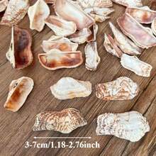 12pcs Unique Shaped Shells | Butterfly Shells - Natural Color, Suitable For DIY Shell Wind Chimes, Shell Home Decor Hanging Ornaments & Fish Tank Aquarium Micro Landscape Decoration - Random Pattern - View 4