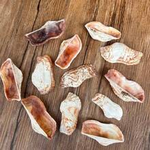 12pcs Unique Shaped Shells | Butterfly Shells - Natural Color, Suitable For DIY Shell Wind Chimes, Shell Home Decor Hanging Ornaments & Fish Tank Aquarium Micro Landscape Decoration - Random Pattern - View 11
