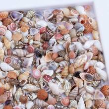Mini Shell Assortment | 9.5cm Boxed Small Sea Shells - Random Colors And Patterns, Suitable For Fish Tank And Aquarium Landscaping, DIY Shell Wind Chime Home Decor, Ocean Theme Party Decoration - Random Color - View 2
