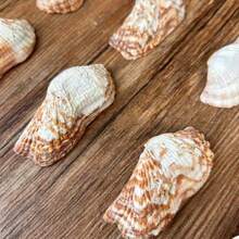 12pcs Unique Shaped Shells | Butterfly Shells - Natural Color, Suitable For DIY Shell Wind Chimes, Shell Home Decor Hanging Ornaments & Fish Tank Aquarium Micro Landscape Decoration - Random Pattern - View 7