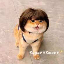 1pc Pet Wig, Curly/Straight Hair Styling Wig For Cats And Dogs, Halloween Party Costume Accessory, Cute Pet Holiday Transformation Fun Decorative Prop, Home Photography Supplies - Multicolor - View 8