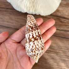 1PC Long Conus Snail | True Sea Snail From The Ocean - Suitable For Use As A Shell Replacement For Hermit Crabs, Aquarium Landscaping Decoration, DIY Ocean Style Home Decoration Ornaments&Easter Gifts - Random Pattern - View 7
