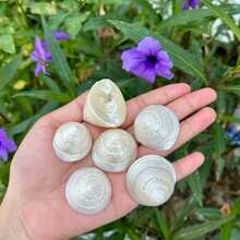 6pcs Pearl White Snail Shells | Crab Habitat Replacement Shells Aquarium Bottom Sand Decoration (INS Style Home Decor/Handmade Jewelry Material) Cleaned - Pearlescent White - View 3