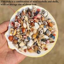 Mini Shell Assortment | 9.5cm Boxed Small Sea Shells - Random Colors And Patterns, Suitable For Fish Tank And Aquarium Landscaping, DIY Shell Wind Chime Home Decor, Ocean Theme Party Decoration - Random Color - View 11