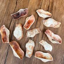12pcs Unique Shaped Shells | Butterfly Shells - Natural Color, Suitable For DIY Shell Wind Chimes, Shell Home Decor Hanging Ornaments & Fish Tank Aquarium Micro Landscape Decoration - Random Pattern - View 6