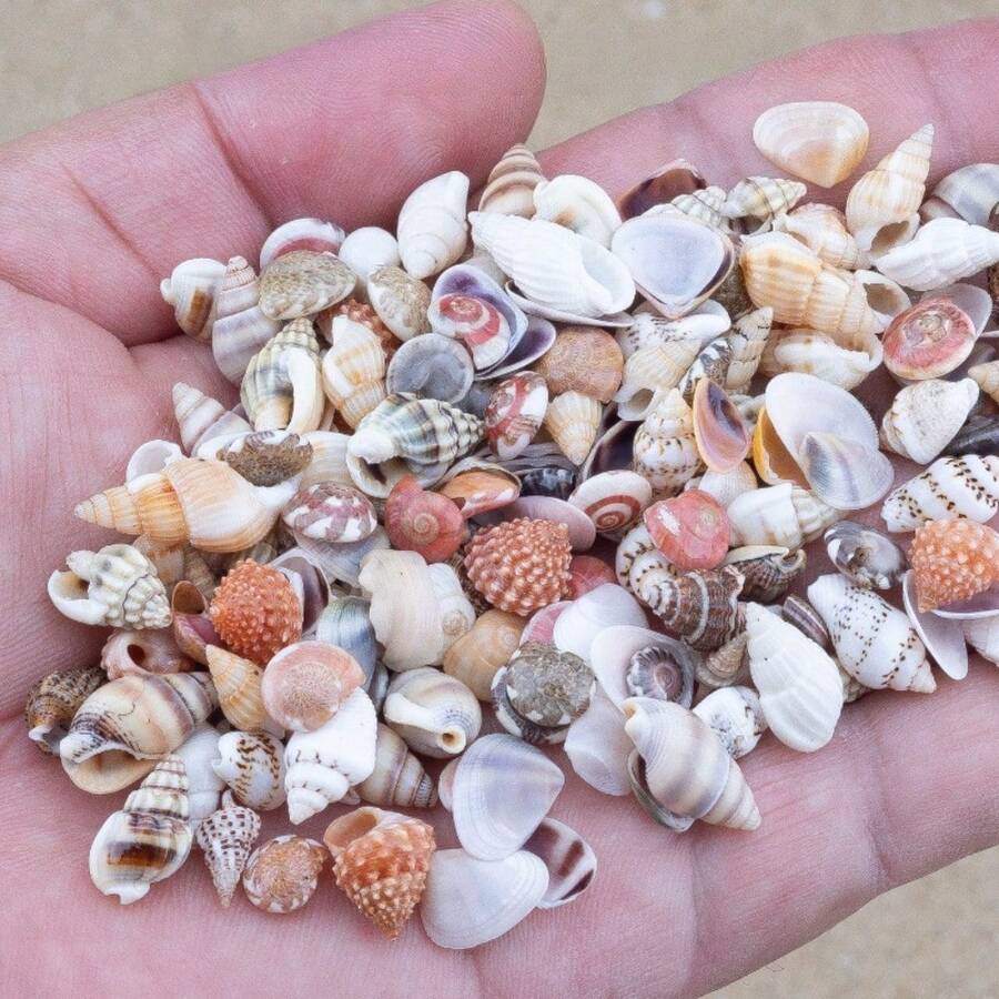 Mini Shell Assortment | 9.5cm Boxed Small Sea Shells - Random Colors And Patterns, Suitable For Fish Tank And Aquarium Landscaping, DIY Shell Wind Chime Home Decor, Ocean Theme Party Decoration - Random Color - View 1