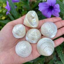 6pcs Pearl White Snail Shells | Crab Habitat Replacement Shells Aquarium Bottom Sand Decoration (INS Style Home Decor/Handmade Jewelry Material) Cleaned - Pearlescent White - View 6