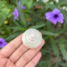 6pcs Pearl White Snail Shells | Crab Habitat Replacement Shells Aquarium Bottom Sand Decoration (INS Style Home Decor/Handmade Jewelry Material) Cleaned - Pearlescent White - View 5