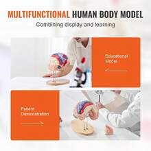 Human Brain Model In 4 Detachable Parts, 2X Enlarged PVC Anatomical Brain Model With Display Stand For Teaching, Training, Presentation, Neuroscience, Schools, Hospitals - Modelo De Cerebro Humano En 4 Parts - View 6