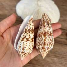 1PC Long Conus Snail | True Sea Snail From The Ocean - Suitable For Use As A Shell Replacement For Hermit Crabs, Aquarium Landscaping Decoration, DIY Ocean Style Home Decoration Ornaments&Easter Gifts - Random Pattern - View 2