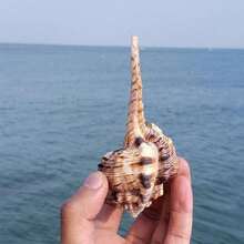 1個漏斗形海螺殼 | 獨特形狀 - 專屬替換殼，適用於寄居蟹、魚缸、水族館、微景觀裝飾、DIY貝殼裝飾配件、情人節趣味禮物 - As shown in the figure - 查看 7