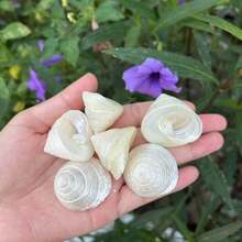 6pcs Pearl White Snail Shells | Crab Habitat Replacement Shells Aquarium Bottom Sand Decoration (INS Style Home Decor/Handmade Jewelry Material) Cleaned - Pearlescent White - View 8