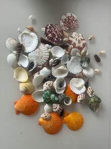 30件套天然贝壳装饰套装 - 水族箱装饰、DIY工艺品、航海主题、鱼缸配件 - 彩色 - 查看 4