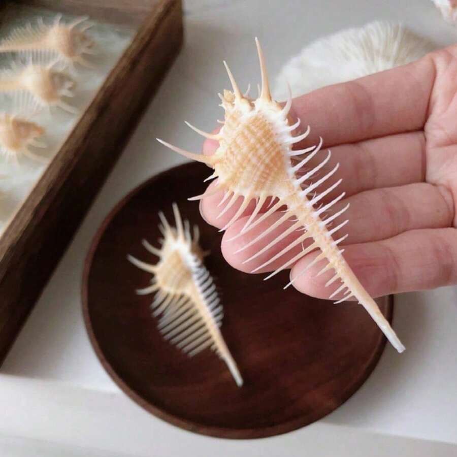 1pc Exquisite Peach White Conch Shell | Suitable For Aquarium Nano Landscape Decoration - Hermit Crab DIY Replacement Shell, Ocean Style Handmade Home Decor, Christmas Gift - As Shown In the Figure - View 1