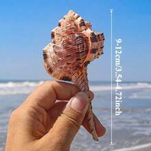 1個漏斗形海螺殼 | 獨特形狀 - 專屬替換殼，適用於寄居蟹、魚缸、水族館、微景觀裝飾、DIY貝殼裝飾配件、情人節趣味禮物 - As shown in the figure - 查看 13
