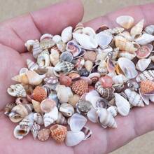 Mini Shell Assortment | 9.5cm Boxed Small Sea Shells - Random Colors And Patterns, Suitable For Fish Tank And Aquarium Landscaping, DIY Shell Wind Chime Home Decor, Ocean Theme Party Decoration - Random Color - View 6