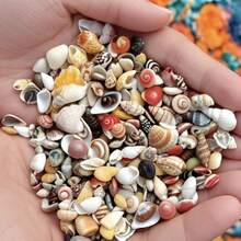 Mini Shell Assortment | 9.5cm Boxed Small Sea Shells - Random Colors And Patterns, Suitable For Fish Tank And Aquarium Landscaping, DIY Shell Wind Chime Home Decor, Ocean Theme Party Decoration - Random Color - View 10