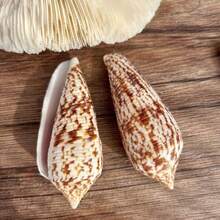 1PC Long Conus Snail | True Sea Snail From The Ocean - Suitable For Use As A Shell Replacement For Hermit Crabs, Aquarium Landscaping Decoration, DIY Ocean Style Home Decoration Ornaments&Easter Gifts - Random Pattern - View 6