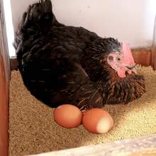 3/4/6/8 Packs Of Natural  Bedding/Egg Storage Box Lining/Suitable For Most  As Bedding Material - 6 Items - View 5