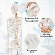 COSTWAY 180 CM Life Size Human Skeleton Model For Anatomy, Anatomical Skeleton With Nerves System, Movable Jaw & Removable Skull Cap, For Medical Study Display Teaching, Rolling Stand & Poster Included - A - View 4