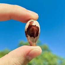 1pc Precious Seashell | Random Color And Pattern - Suitable For Replacing Small Hermit Crab Shells, Decorating Fish Tank And Aquarium Micro-Landscapes, DIY Seashell Jewelry Pendants And Niche Holiday Gifts - Random Pattern - View 4