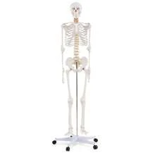 COSTWAY 180 CM Life Size Human Skeleton Model For Anatomy, Anatomical Skeleton With Nerves System, Movable Jaw & Removable Skull Cap, For Medical Study Display Teaching, Rolling Stand & Poster Included - A - View 1