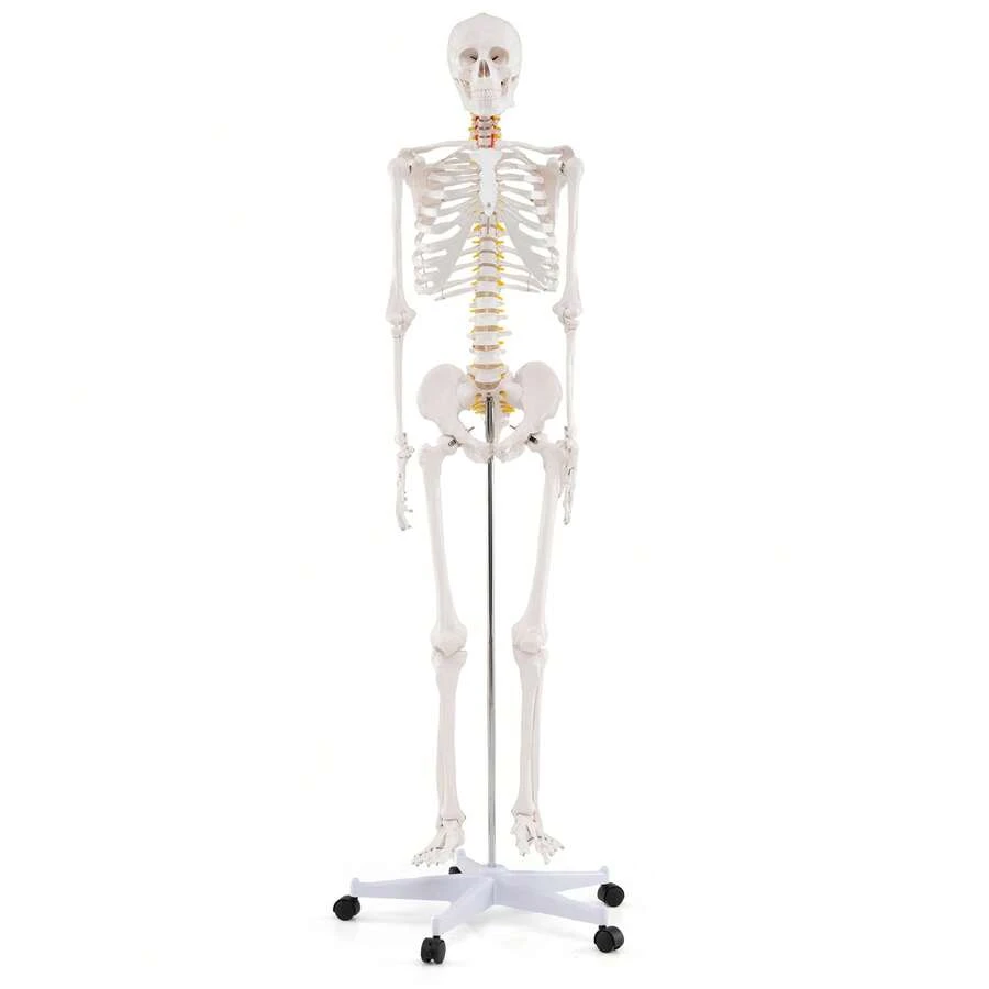 COSTWAY 180 CM Life Size Human Skeleton Model For Anatomy, Anatomical Skeleton With Nerves System, Movable Jaw & Removable Skull Cap, For Medical Study Display Teaching, Rolling Stand & Poster Included - A - View 1