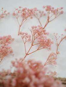 Kirschblütenrosa
