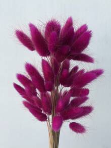 Rose-red Rabbittail Grass