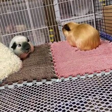6 Pcs Spliceable Blanket Bed, Wool Cage Pad, Small Animal Waterproof Sleeping Pad Set Suitable For Rabbits, Hamsters, Cats, Dogs, Guinea Pigs, Pads, Guinea Pigs - View 1