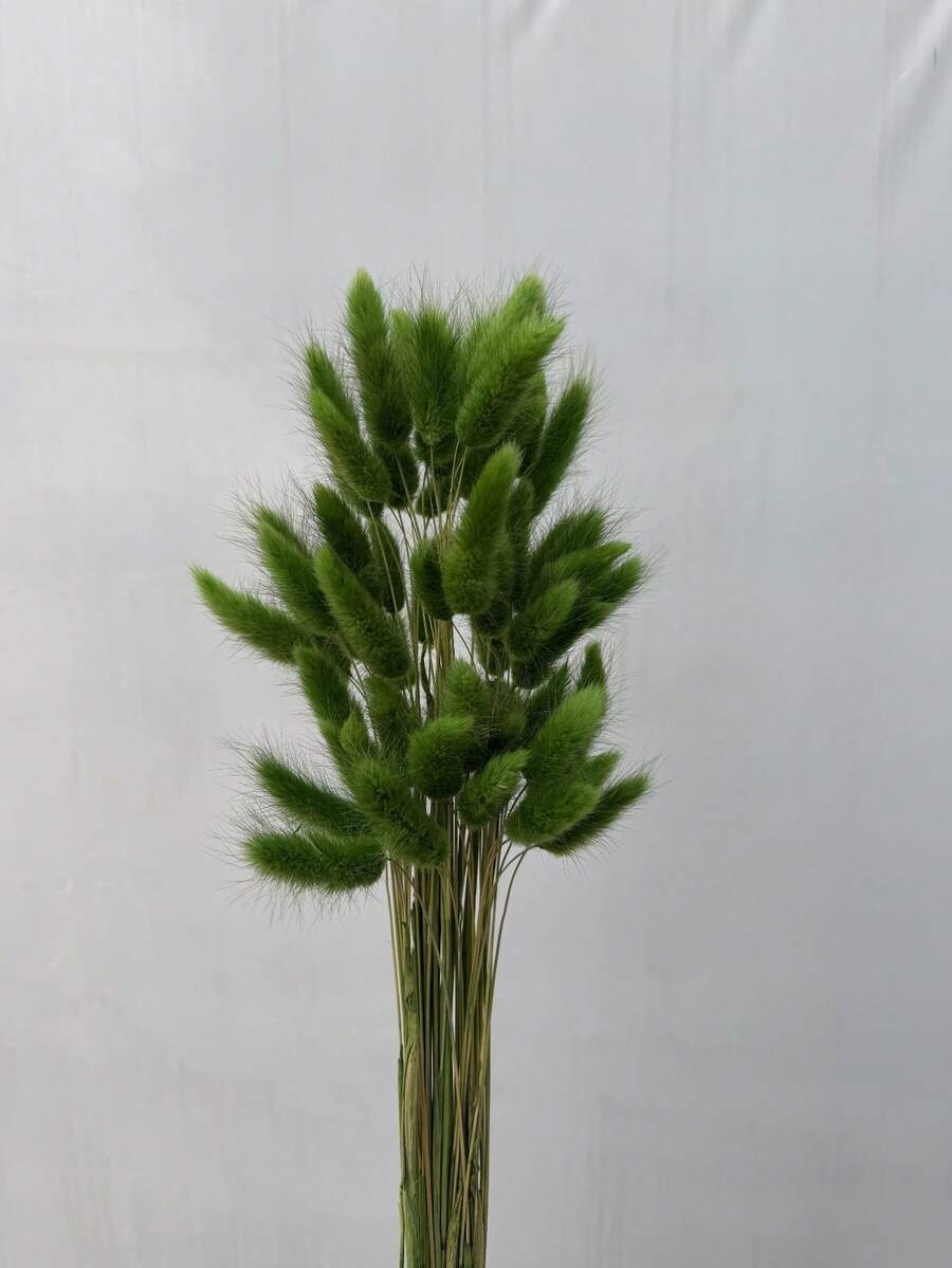 30-240 pcs Rumput Ekor Kelinci Tiruan 44 cm, Dekorasi Rumah, Batang Rumput Ekor Kelinci Tiruan, Cocok untuk Rangkaian Bunga Gaya Bohemian, Kerajinan DIY, Dekorasi Rumah Dapur dan Pernikahan, Dekorasi Natal, Dekorasi Thanksgiving, Dekorasi Karangan Bunga DIY - Rumput ekor kelinci hijau - View 1