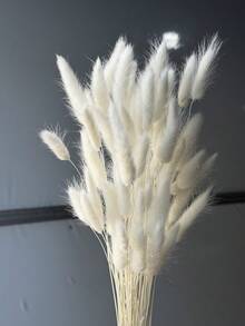 White Rabbittail Grass 1