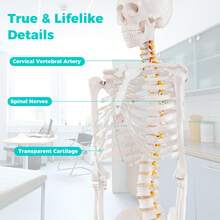 COSTWAY 180 CM Life Size Human Skeleton Model For Anatomy, Anatomical Skeleton With Nerves System, Movable Jaw & Removable Skull Cap, For Medical Study Display Teaching, Rolling Stand & Poster Included - A - View 3
