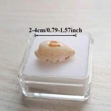 1pc Precious Seashell | Random Color And Pattern - Suitable For Replacing Small Hermit Crab Shells, Decorating Fish Tank And Aquarium Micro-Landscapes, DIY Seashell Jewelry Pendants And Niche Holiday Gifts - Random Pattern - View 5