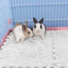 6 Pcs Spliceable Blanket Bed, Wool Cage Pad, Small Animal Waterproof Sleeping Pad Set Suitable For Rabbits, Hamsters, Cats, Dogs, Guinea Pigs, Pads, Guinea Pigs - View 2