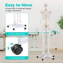 COSTWAY 180 CM Life Size Human Skeleton Model For Anatomy, Anatomical Skeleton With Nerves System, Movable Jaw & Removable Skull Cap, For Medical Study Display Teaching, Rolling Stand & Poster Included - A - View 2