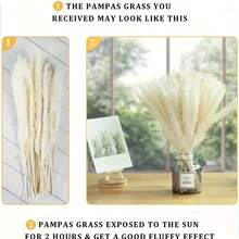 47PCS White Pampas Grass 17in/45cm – Dried Flower Stems For Wedding, Home, Garden, Party, Photography, Vase Decor - 47 PCS - View 10