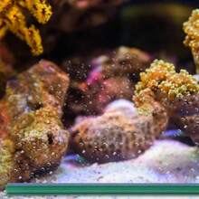 高效水族箱氧氣泵，氣泡條擴散器，氣泵，水族箱配件，氧氣泵曝氣器為魚類和植物生命提供活力，魚缸氧氣化的理想選擇，無需充電，無需電池，水族箱配件 | 現代氧氣化設計 | 耐用塑料管，魚缸配件 - 水族箱增氧氣泡條 - 查看 8