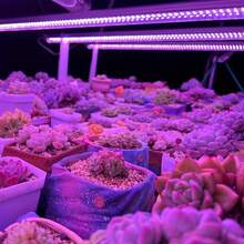 1pc LED Plant Grow Light, Full Spectrum Supplemental Lighting For Plant Growth, Indoor Use - 紫色 - 查看 4