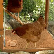3/4/6/8 Packs Of Natural  Bedding/Egg Storage Box Lining/Suitable For Most  As Bedding Material - 6 Items - View 6