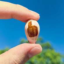 1pc Precious Seashell | Random Color And Pattern - Suitable For Replacing Small Hermit Crab Shells, Decorating Fish Tank And Aquarium Micro-Landscapes, DIY Seashell Jewelry Pendants And Niche Holiday Gifts - Random Pattern - View 2