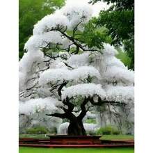 Set de Regalo de 500 Piezas: 5 Semillas de Cerezo Blanco en Flor, Semillas de Flores de Jardín Japonés, Flores de Prunus de Larga Duración – Vendedor de EE. UU. - Variante 1 - Ver 1