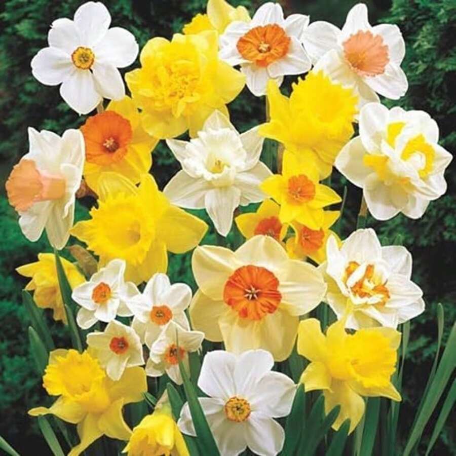 54 semillas de aloe vera para plantar - flores fáciles de cultivar, adecuadas para jardines o recipientes - colores variados, el regalo perfecto para amantes de las plantas o del aire libre. - 54 - Ver 1