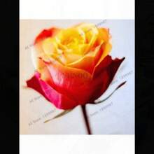 COD10Pcs Semillas de Rosas de Colores Raros para Decoración de Plantas en el Hogar y Jardín - Rojo rosa - Ver 7