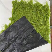 1片人造苔藓地毯，仿真苔藓草皮，适用于桌面装饰、微景观布置、盆栽植物覆盖、家居装饰、婚礼和派对。 - A - 查看 12