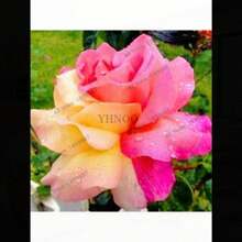 COD10Pcs Semillas de Rosas de Colores Raros para Decoración de Plantas en el Hogar y Jardín - Rojo rosa - Ver 4